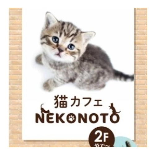 リスティング用に提出されたCat Cafe Nekonoto猫カフェの写真