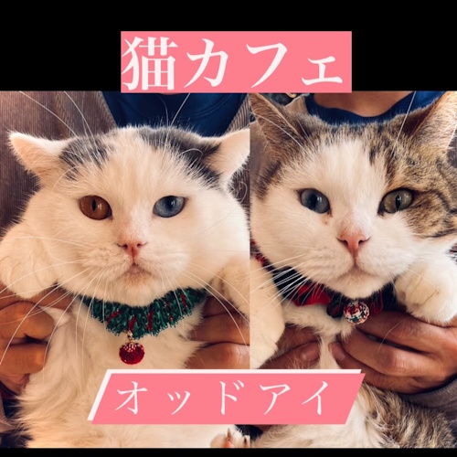 Photo of a cat cafe called Cat Cafe Odd Eye submitted for their listing