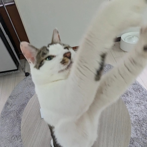 リスティング用に提出されたCat Cafe 'Ohana猫カフェの写真