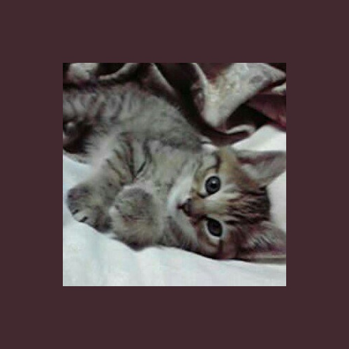 リスティング用に提出されたCat Cafe Salon de Kei猫カフェの写真