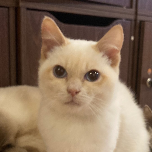 リスティング用に提出されたCat Cafe TOYBOBMANIA猫カフェの写真