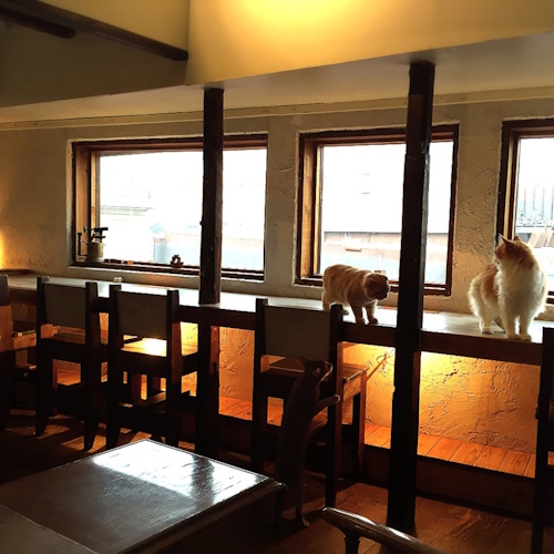 リスティング用に提出されたCat Cafe Yoshineko猫カフェの写真