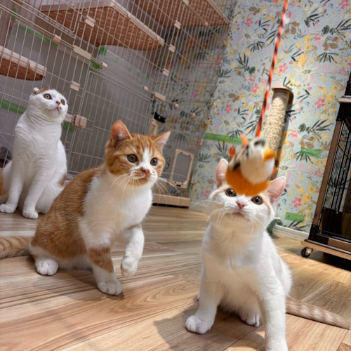 リスティング用に提出されたCat Kizuna猫カフェの写真