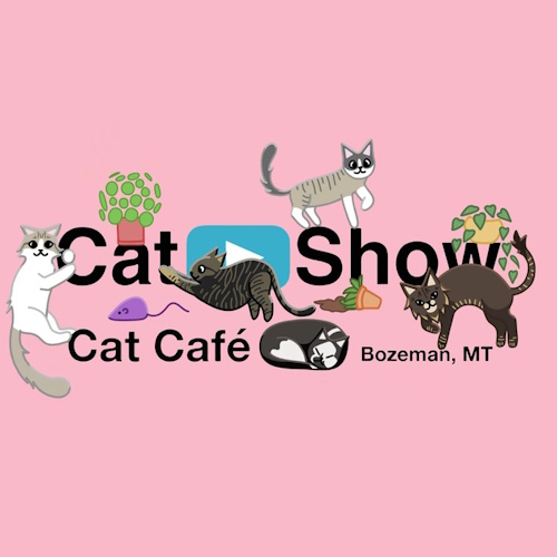リスティング用に提出されたCat Show Cat Café猫カフェの写真