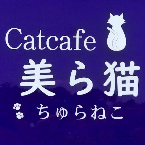 リスティング用に提出されたCatcafe Chura-neko猫カフェの写真