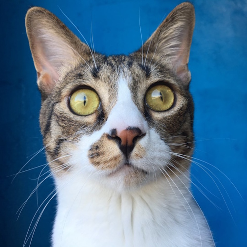 リスティング用に提出されたDearCat猫カフェの写真