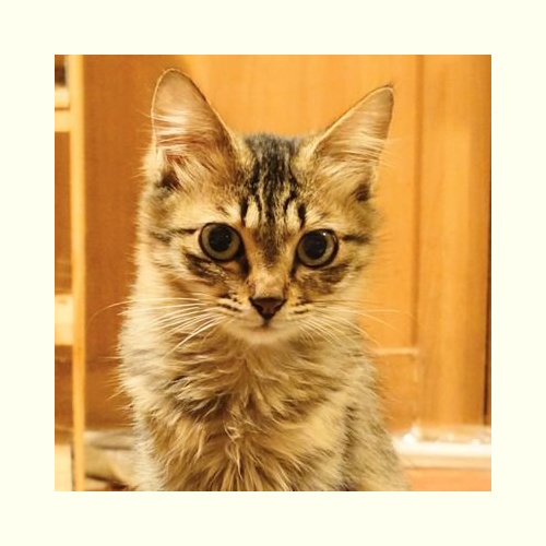 Photo of a cat cafe called Five Cats submitted for their listing