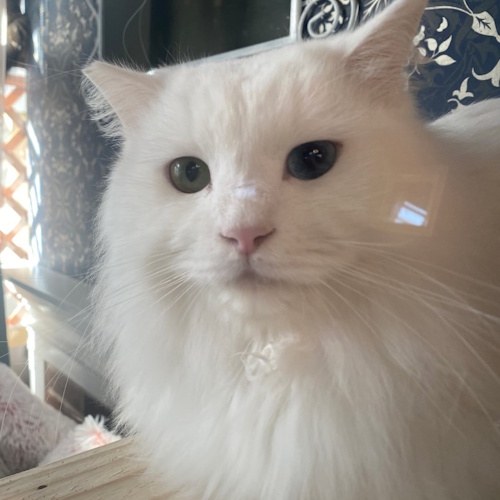 リスティング用に提出されたGarden Morris猫カフェの写真