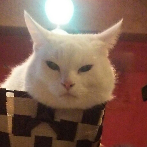 リスティング用に提出されたGurugurudo Cat Cafe Namba猫カフェの写真