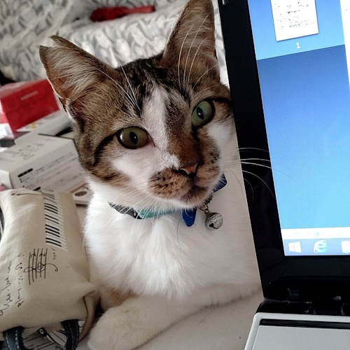 リスティング用に提出されたHogoneko Cafe Nyanko猫カフェの写真