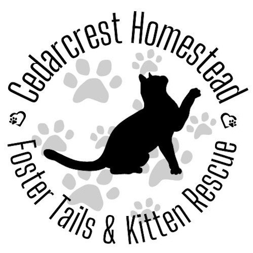 Photo of a cat cafe called Kitten Kafe submitted for their listing