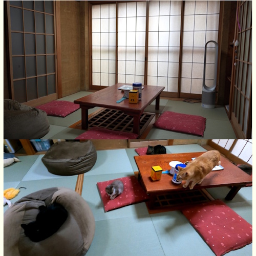 Photo of a cat cafe called Kitty Navigator submitted for their listing