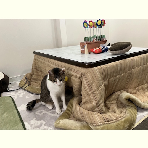 リスティング用に提出されたKotatsu Room Myaaan猫カフェの写真