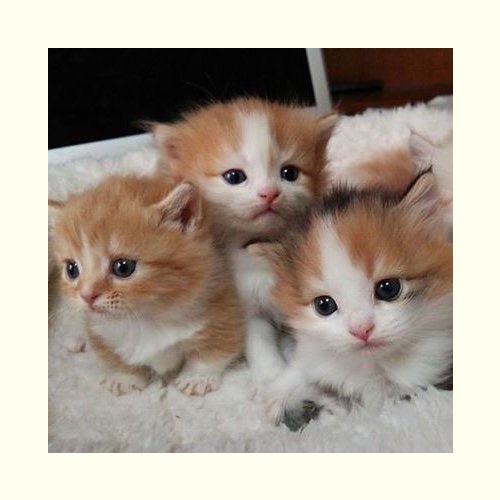 リスティング用に提出されたManchi no Ki猫カフェの写真