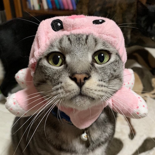 リスティング用に提出されたMinna no Mori猫カフェの写真
