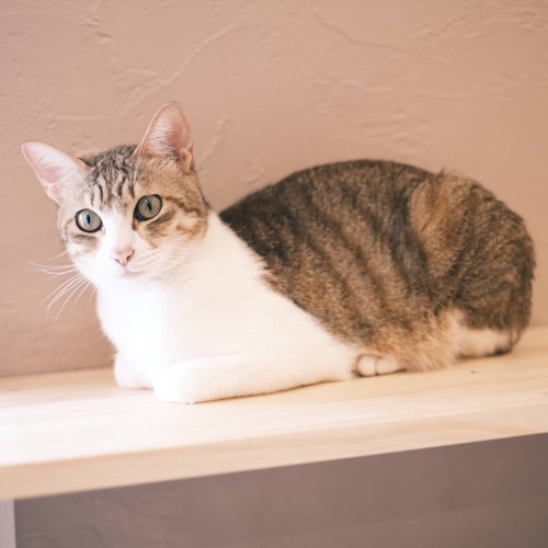 リスティング用に提出されたNeko Cafe Manbou猫カフェの写真