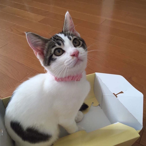 リスティング用に提出されたNeko no Sippo猫カフェの写真