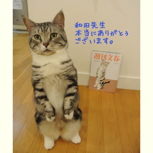 Photo of a cat cafe called Nekochaya submitted for their listing