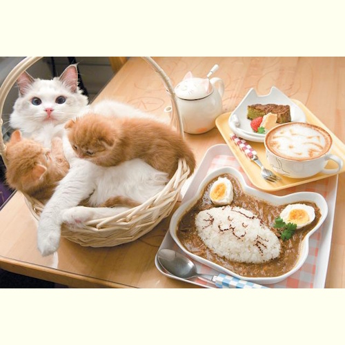 リスティング用に提出されたNekonote猫カフェの写真