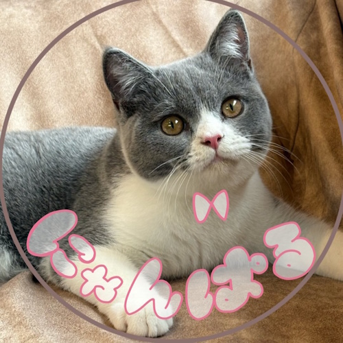 リスティング用に提出されたNyanparu猫カフェの写真