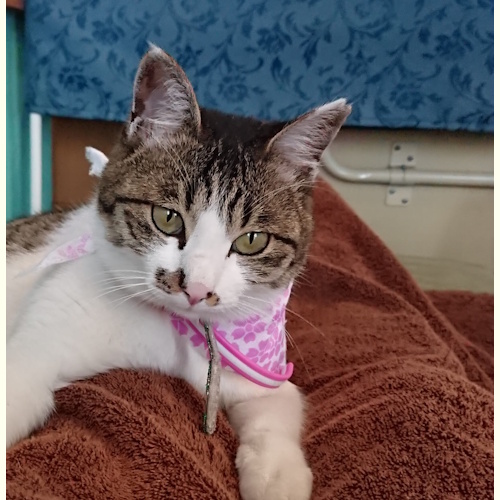 Photo of a cat cafe called Neko Cafe Macaron submitted for their listing