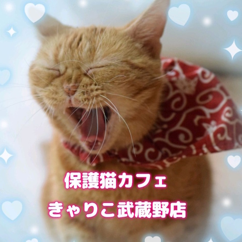 Photo of a cat cafe called Rescue Cat Cafe Calico - Fujimino submitted for their listing