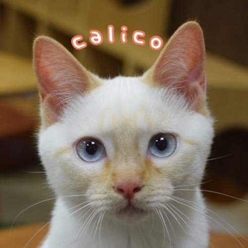 Photo of a cat cafe called Rescue Cat Cafe Calico submitted for their listing