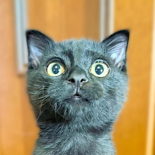 Photo of a cat cafe called Rescue Cat Cafe Katsuo submitted for their listing