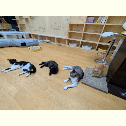 リスティング用に提出されたRescue Cat Cafe KotaKan猫カフェの写真