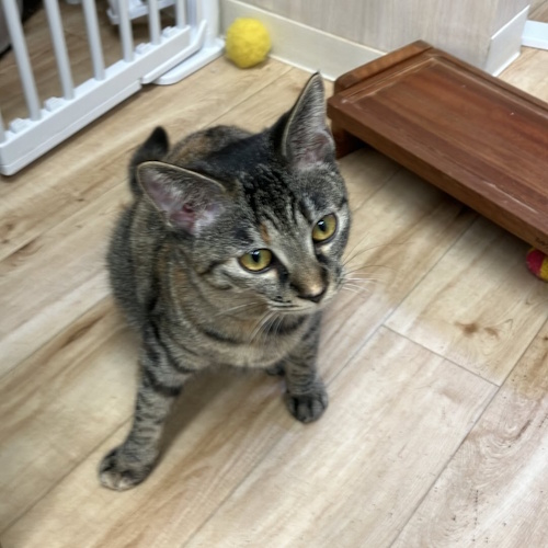 Photo of a cat cafe called Rescue Cat House Nyagomi submitted for their listing