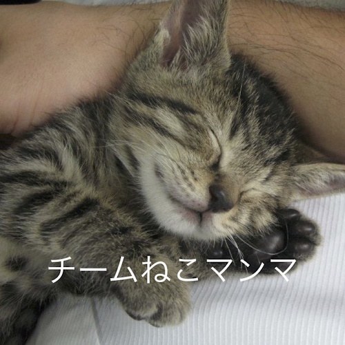 リスティング用に提出されたRescue Cat Salon Neko Mamma猫カフェの写真