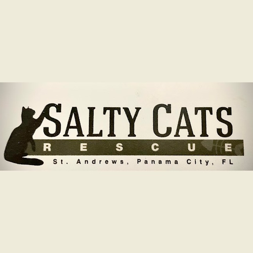 リスティング用に提出されたSalty Cat Cafe猫カフェの写真