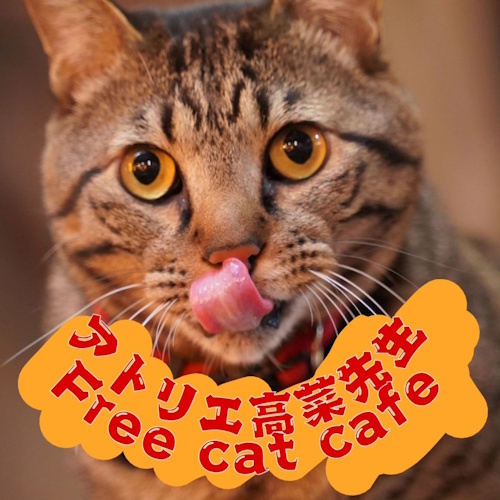 リスティング用に提出されたTakana Sensei Rescue Cat Cafe猫カフェの写真