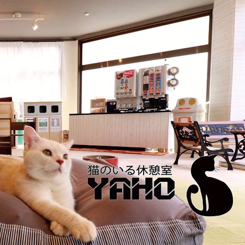 Photo of a cat cafe called Yahoneko Cat Cafe submitted for their listing